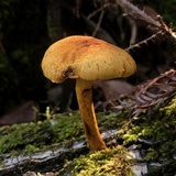 Gymnopilus aurantiophyllus image
