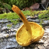 Gymnopilus aurantiophyllus image