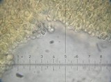 Cystolepiota pulverulenta image
