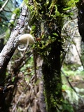 Mycena galericulata image