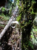 Mycena galericulata image