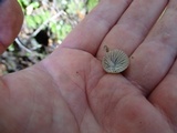Mycena galericulata image