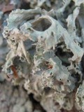 Ramalina canariensis image