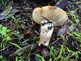 Russula cerolens image