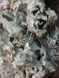 Ramalina canariensis image