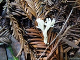 Clavulina rugosa image