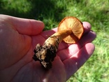 Lactarius subviscidus image