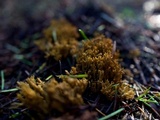 Phaeoclavulina myceliosa image