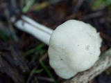 Cuphophyllus virgineus image