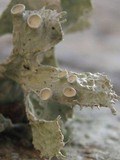 Ramalina bourgeana image