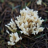 Clavulina coralloides image