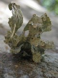 Ramalina bourgeana image