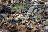 Coprinellus impatiens image