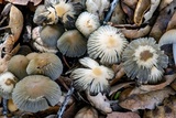 Coprinellus impatiens image