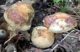 Pseudoboletus parasiticus image