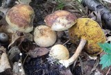 Pseudoboletus parasiticus image