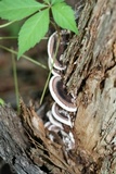 Nigroporus vinosus image
