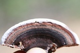 Nigroporus vinosus image
