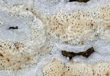 Oxyporus latemarginatus image