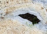 Oxyporus latemarginatus image