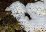Oxyporus latemarginatus image