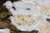 Oxyporus latemarginatus image
