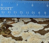 Oxyporus latemarginatus image