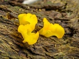 Dacryopinax spathularia image