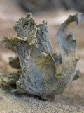 Ramalina bourgeana image