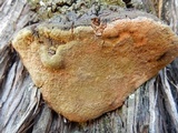 Pyrofomes juniperinus subsp. earlei image