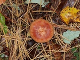 Lactarius vinaceorufescens image