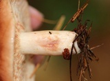 Lactarius vinaceorufescens image
