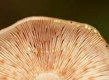 Lactarius vinaceorufescens image