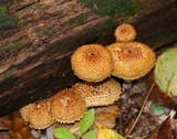 Leucopholiota decorosa image