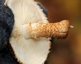 Leucopholiota decorosa image