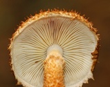 Leucopholiota decorosa image
