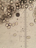 Kalapuya brunnea image