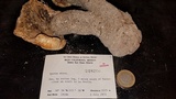 Neolentinus ponderosus image