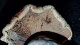 Neolentinus ponderosus image