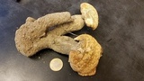 Neolentinus ponderosus image