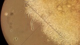 Neolentinus ponderosus image