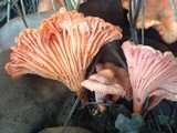 Cantharellus coccolobae image