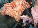 Cantharellus coccolobae image