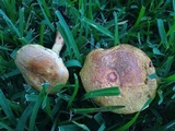 Hortiboletus campestris image