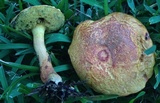 Hortiboletus campestris image