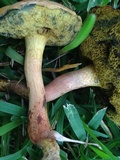 Hortiboletus campestris image