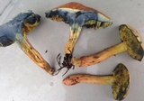 Hortiboletus campestris image