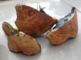Hortiboletus campestris image
