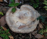 Laetiporus persicinus image