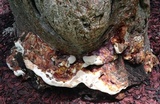 Ganoderma tuberculosum image